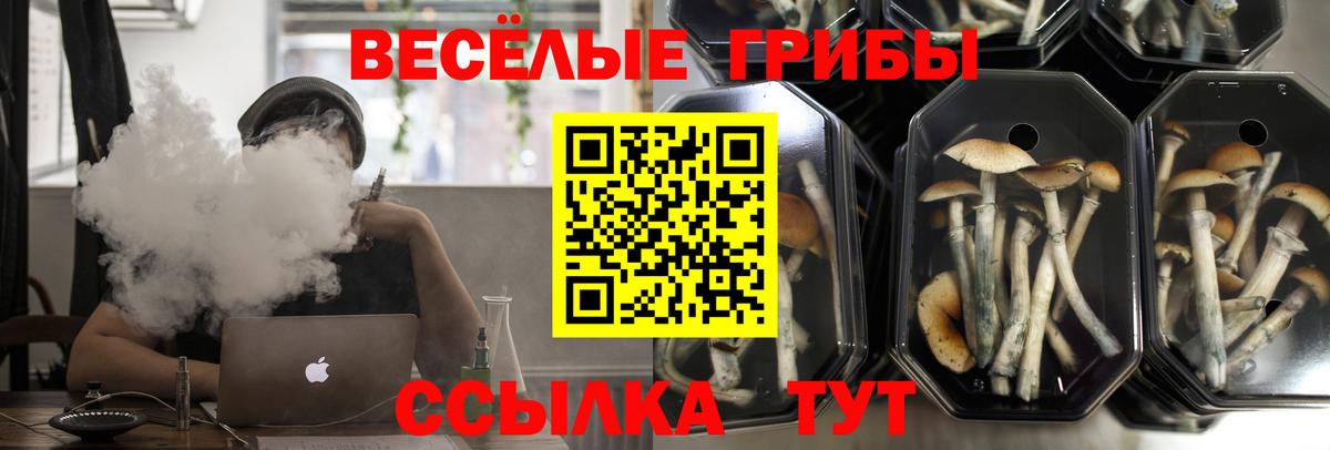 Псилоцибиновые грибы GOLDEN TEACHER  Вход с VPN  Галлюциногенные грибы Magic Shrooms  Элиста 